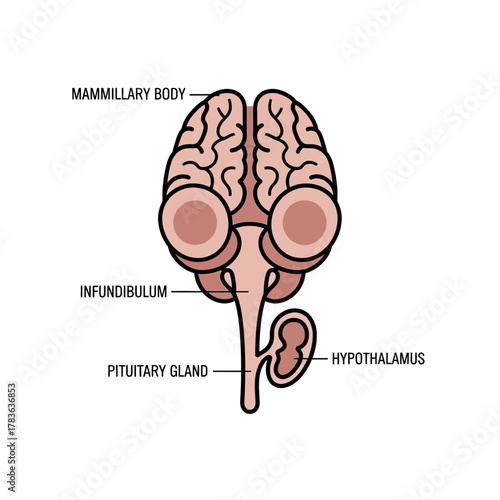 Anatomical Diagram of the Hypothalamus and Pituitary Gland.