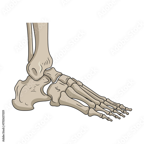 Anatomical Illustration of Human Foot Skeleton Structure.