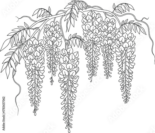 Wisteria flower sketch, cascading blossom cluster, botanical line art, elegant foliage detail, cad drawing, flat vector illustration, black outline