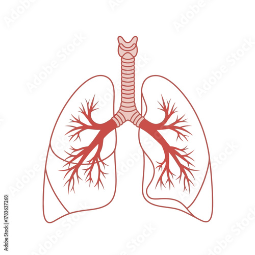 Anatomical Illustration of Human Lungs and Trachea.