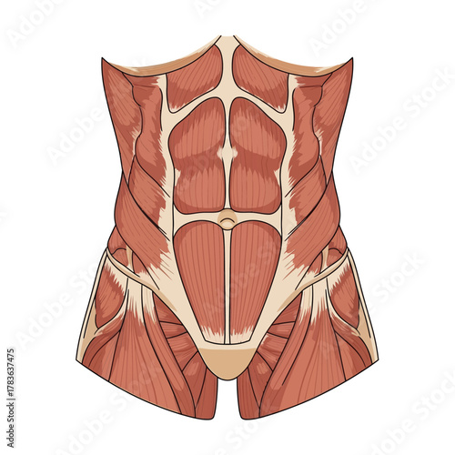 Anatomical illustration of the human abdominal muscle structure.