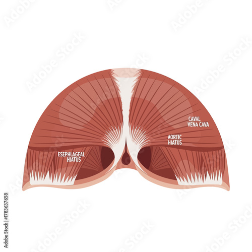 Anatomical illustration of the human diaphragm muscle with labels.
