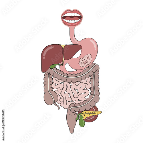 Anatomical Illustration of the Human Digestive System Organs.