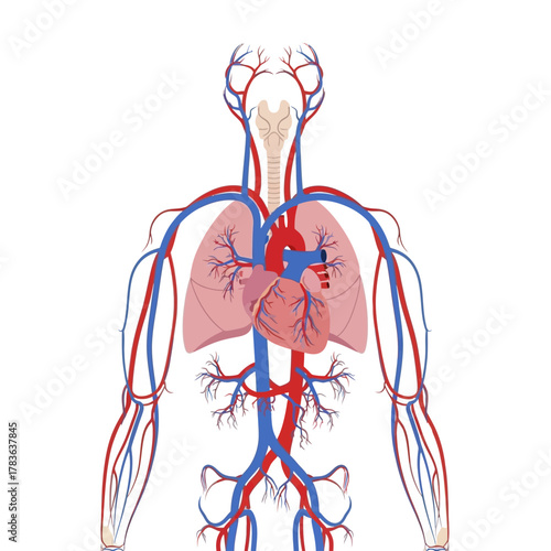 Anatomical illustration of the human heart and circulatory system.