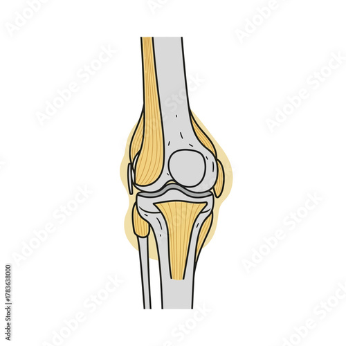 Anatomical illustration of the human knee joint structure.