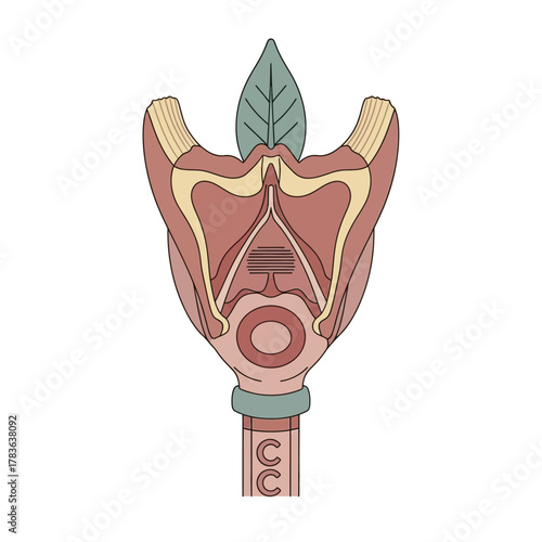 Anatomical illustration of the human larynx and epiglottis.