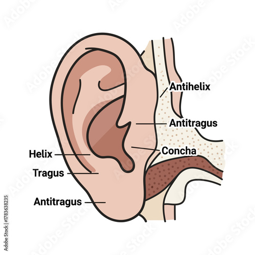 Anatomical Illustration of the Human Outer Ear Structures.