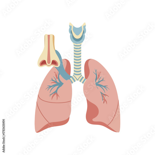 Anatomical Illustration of the Human Respiratory System Organs.