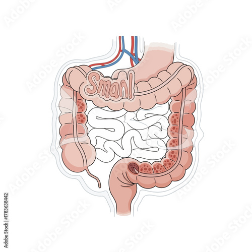 Anatomical Illustration of the Human Small and Large Intestines.