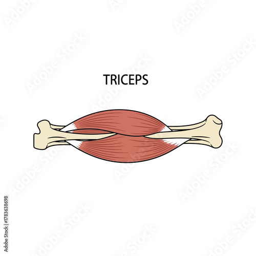 Anatomical illustration of the triceps muscle and bones.