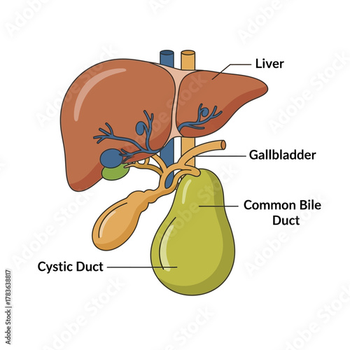 Anatomy of the Liver, Gallbladder, and Bile Ducts.