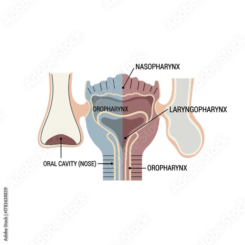 Anatomy of the Pharynx and Oral Cavity Diagram.