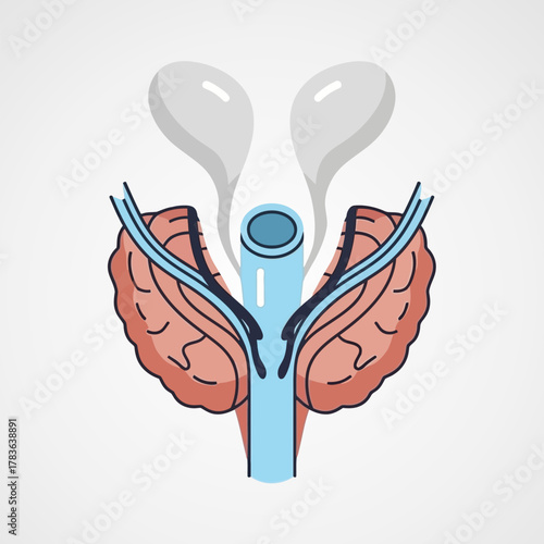 Anatomy of the Prostate Gland and Seminal Vesicles.
