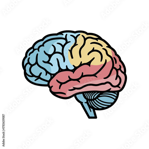 Colorful Human Brain Illustration Representing Thought and Intelligence.