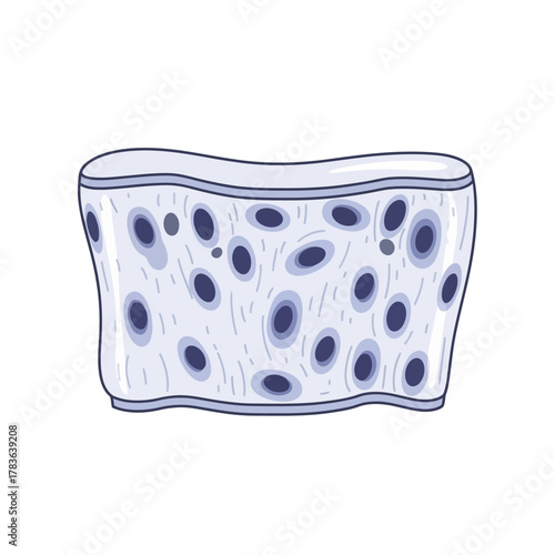 Cross-section of a biological tissue with visible cells and nuclei.