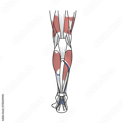 Detailed Anatomical Illustration of Human Leg Muscles and Bones.