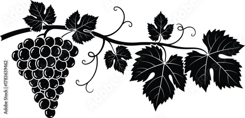 Stylized grapevine illustration, black and white decorative design, vineyard agriculture concept, wine making symbol, grape cluster with leaves and curling tendrils