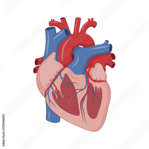 Detailed Human Heart Anatomy Illustration for Medical and Educational Use.