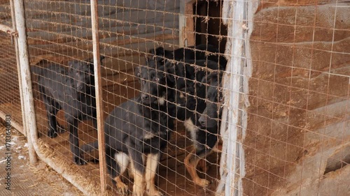 Group of dogs inside a shelter kennel standing behind a metal fence during winter. Animal rescue and care concept.