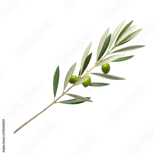 Green olive branch with unripe olives isolated on transparent background