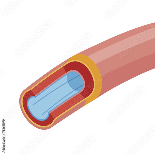 Detailed illustration of a human blood vessel cross section for medical study.