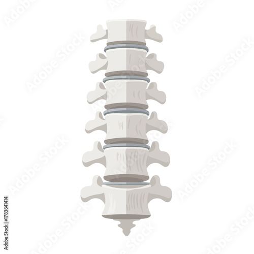 Detailed illustration of human spine showing vertebrae and spinal structure.