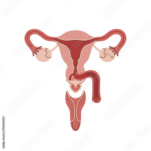 Detailed illustration of the female reproductive system anatomy.