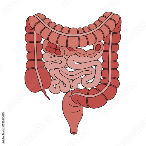 Detailed illustration of the human digestive system and its components.