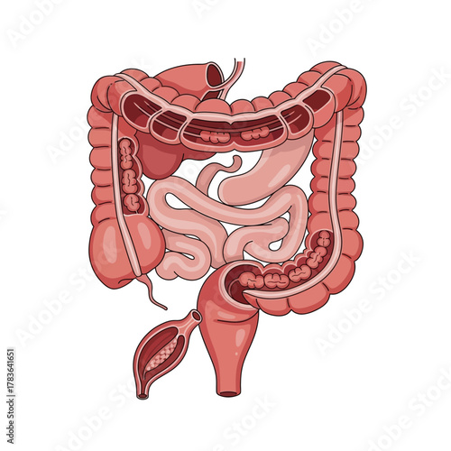 Detailed illustration of the human digestive system anatomy and its functions.