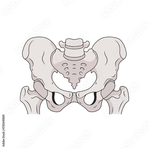 Detailed illustration of the human pelvic bone structure, anatomical view.