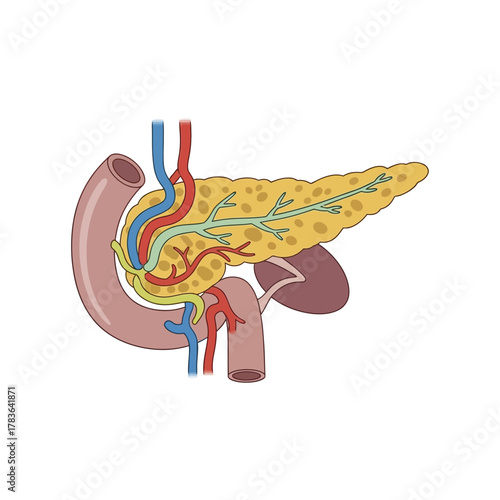 Detailed illustration of the human pancreas and surrounding organs.