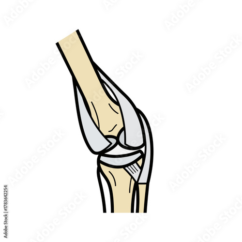 Diagram of a Knee Joint Showing Bones Ligaments and Cartilage.