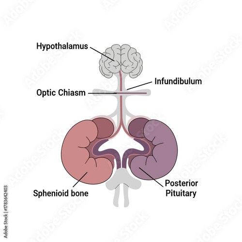 Diagram of the human brains hypothalamus and pituitary gland.