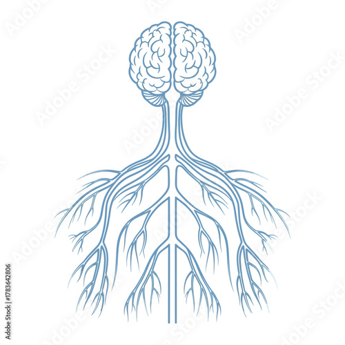 Human Brain and Nervous System Outline Illustration.