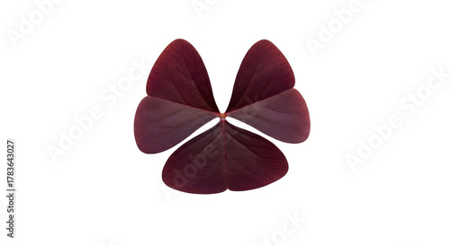Deep red oxalis shamrock leaf isolated on transparent background