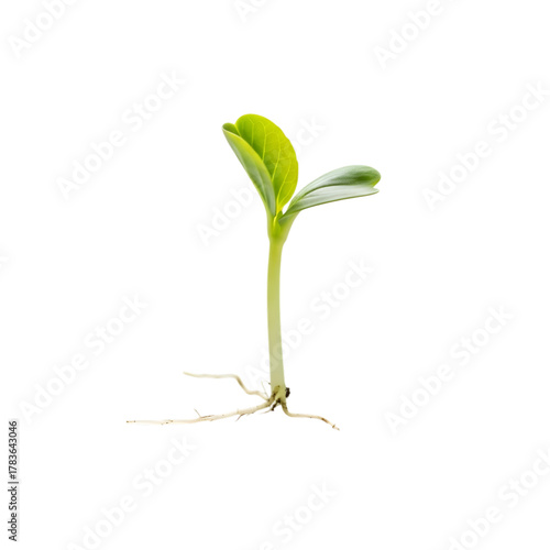 Young green seedling with roots isolated on transparent background