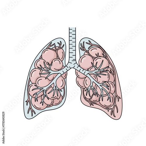Human Lungs Anatomy Illustration with Alveoli and Bronchioles.
