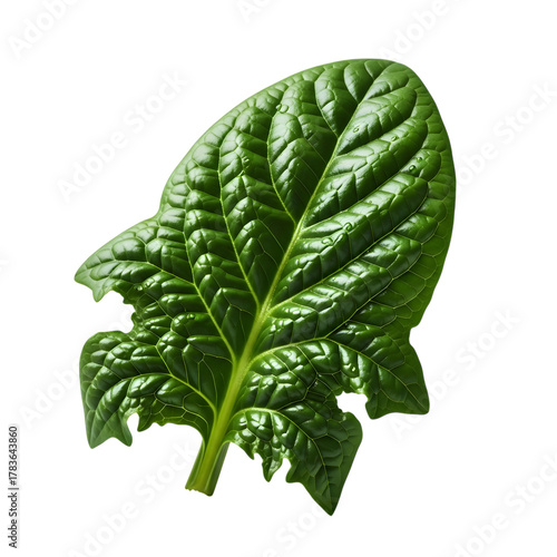 Single vibrant green spinach leaf isolated on transparent background