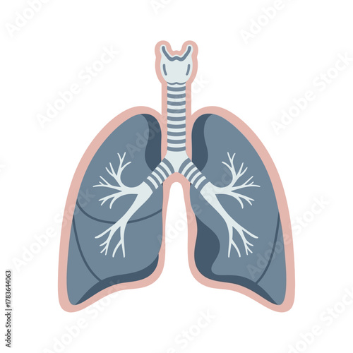 Human Lungs and Respiratory System Anatomy Illustration.