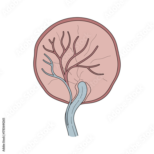 Human Placenta with Umbilical Cord and Blood Vessels.