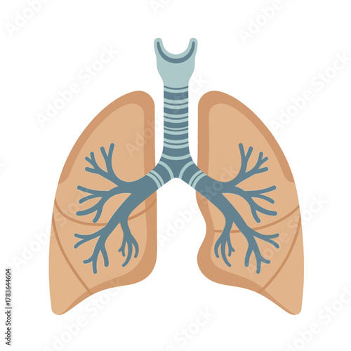 Human Respiratory System Lungs and Trachea Anatomy Illustration.