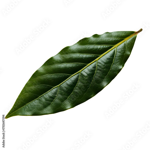 Single green leaf with detailed texture isolated on transparent background