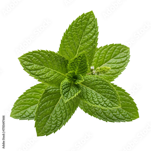 Fresh green mint leaves isolated on transparent background
