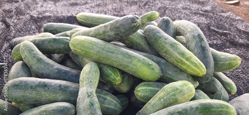 Fresh Harvested Cucumbers Piled Together on the Ground