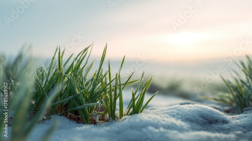 Early spring grass through melting snow field