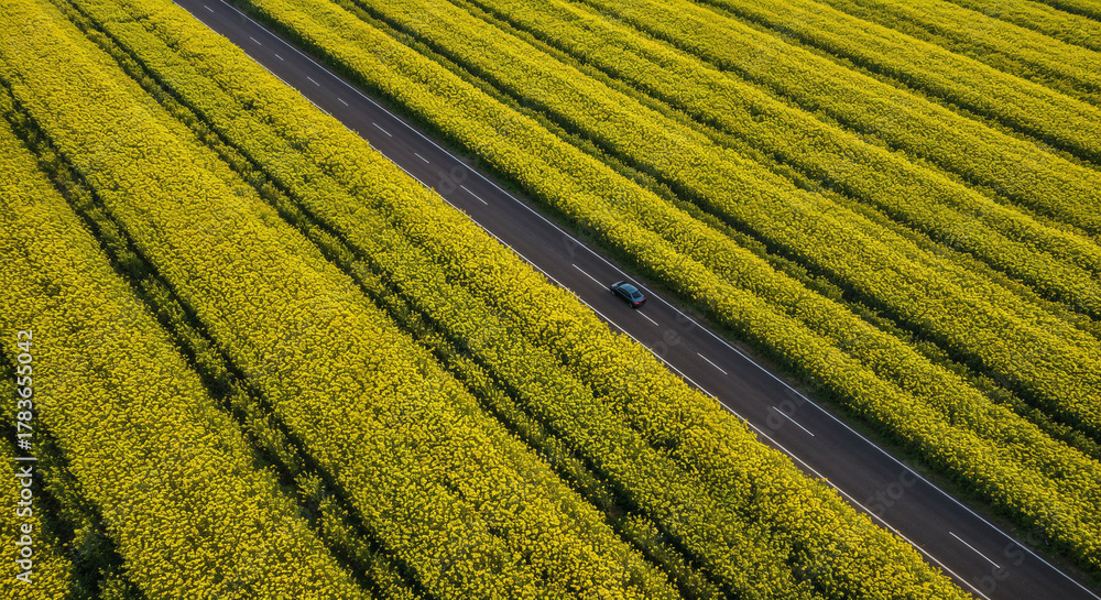 Obraz premium Spring Rapeseed Bloom with Rural Road Aerial Photography