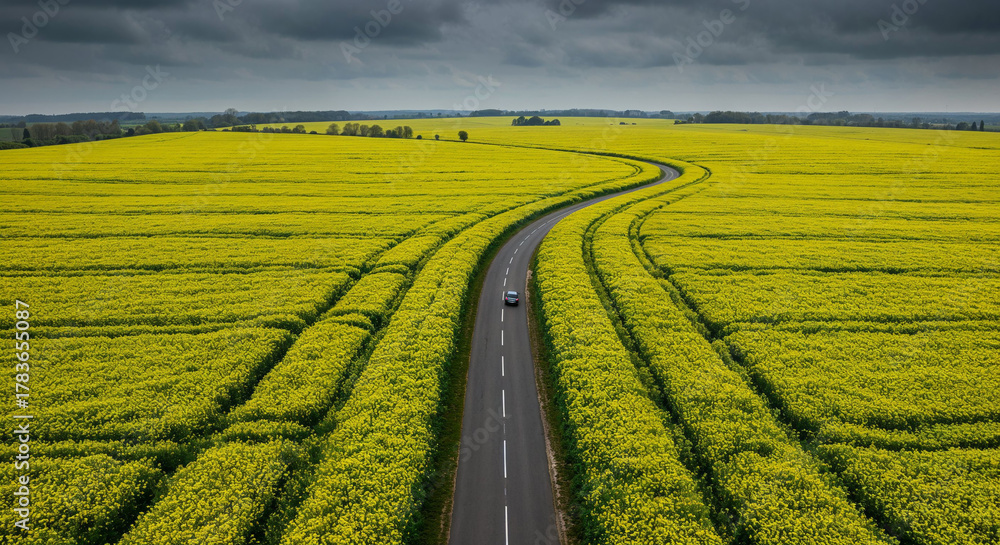 Naklejka premium Spring Rapeseed Bloom with Rural Road Aerial Photography