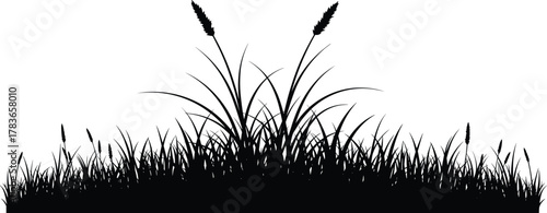 Black grass and plant silhouette with tall seed stalks, natural vegetation illustration, wild meadow design, outdoor botanical vector, environmental background