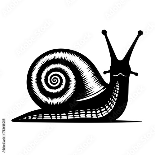 Snail illustration with spiral shell in black and white design  