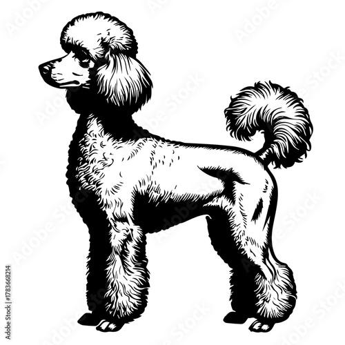 Poodle dog standing in profile with fluffy fur texture  